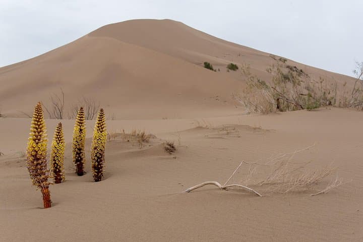 Altyn Emel Singing Dune Day Trip from Almaty: Hike the Sand That Sings photo 1