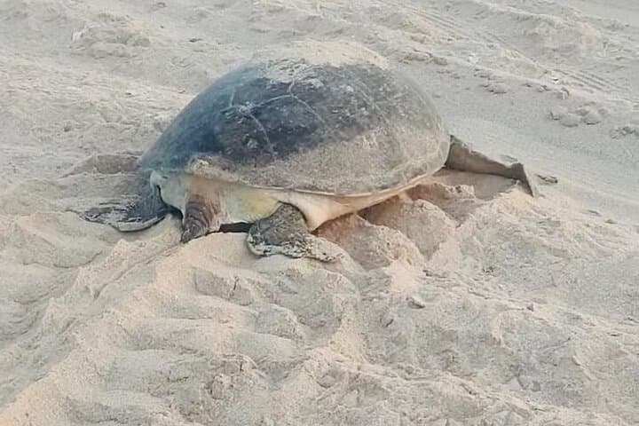 Overnight Ras Al Hadd Camping & Turtle Watching — 2-Day Private Tour from Muscat photo 6