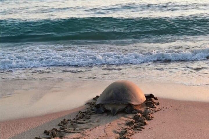 Overnight Ras Al Hadd Camping & Turtle Watching — 2-Day Private Tour from Muscat photo 2
