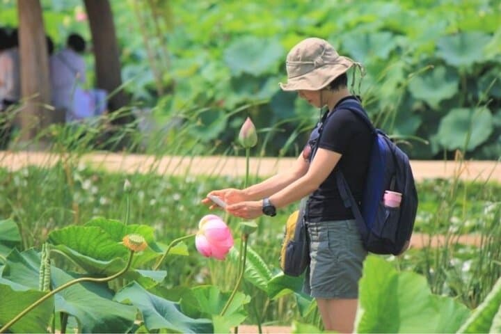 Lotus and Sunflower Fields Day Tour from Busan — Photography, Local Market Lunch