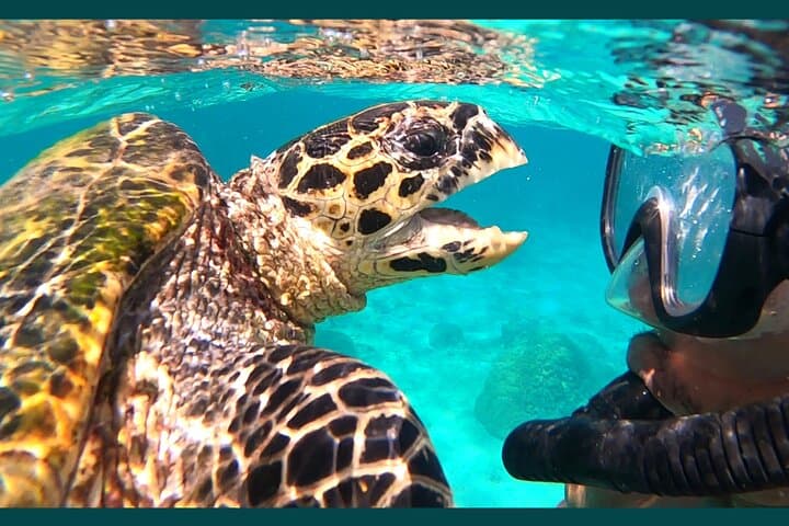 Private Full-Day Tour to Nosy Tanikely Marine Reserve — Snorkel with Turtles