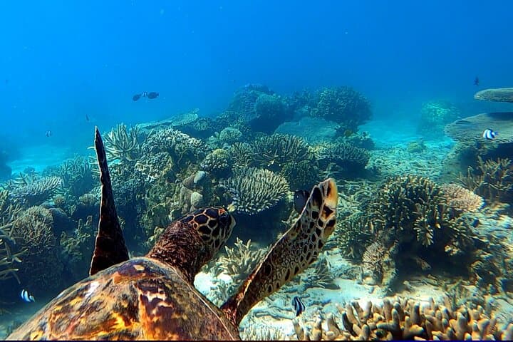 Private Full-Day Tour to Nosy Tanikely Marine Reserve — Snorkel with Turtles photo 3