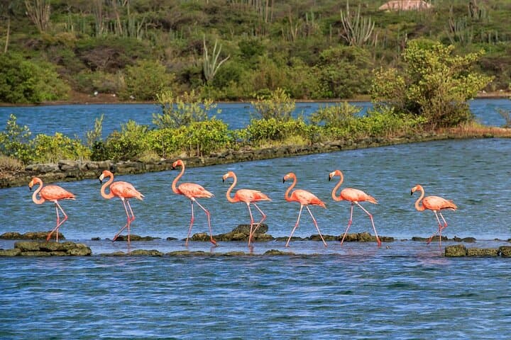 Ultimate Full-Day Private Tour of Curaçao — East & West Island Highlights photo 6