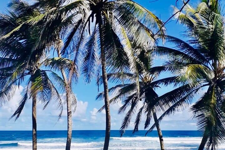 Panoramic Coastal Barbados Tour: Bridgetown to Bathsheba in 4 Hours photo 6