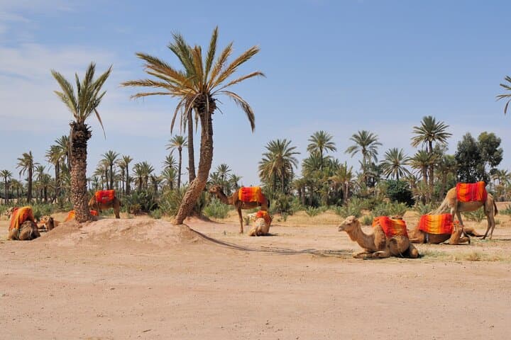 Palmeraie Camel Ride: 1-Hour Camel Trek from Marrakech with Mint Tea photo 3