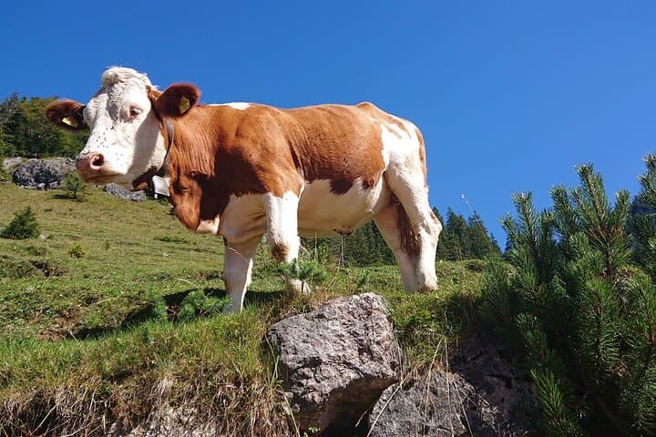 Light Hiking Day Trip from Munich to Bayrischzell: Bavarian Alps Hike with Mountain Farm Lunch photo 5