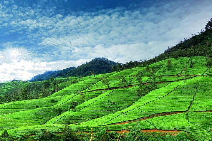 Day Trip to Nuwara Eliya from Kandy: Tea Estates, Ramboda Falls & Gregory Lake photo 5