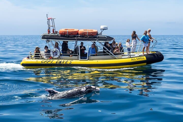 High-Speed Zodiac Whale Watching Adventure in Dana Point: Experience Southern California’s Marine Giants photo 6