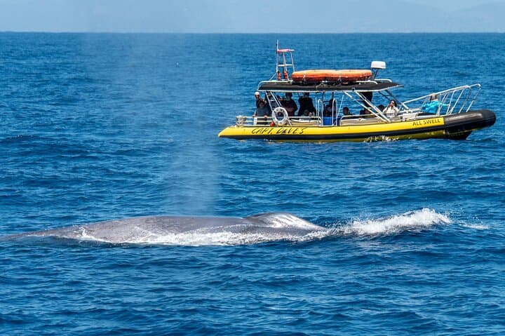 High-Speed Zodiac Whale Watching Adventure in Dana Point: Experience Southern California’s Marine Giants photo 5