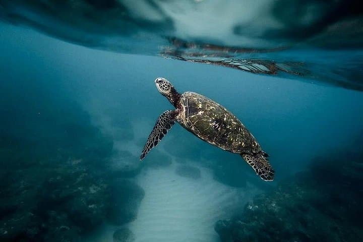 Polynesian Lagoon Boat & Snorkel Tour: Turtles, Rays & Wrecks near Tahiti photo 4