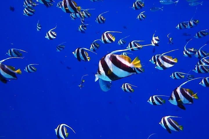 Polynesian Lagoon Boat & Snorkel Tour: Turtles, Rays & Wrecks near Tahiti photo 3