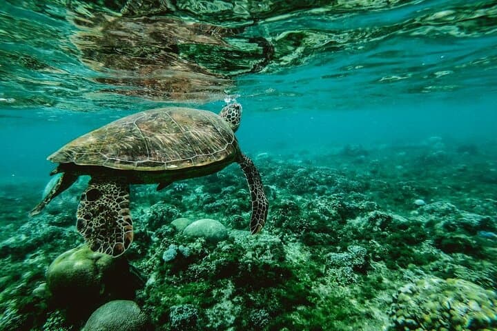 Polynesian Lagoon Boat & Snorkel Tour: Turtles, Rays & Wrecks near Tahiti
