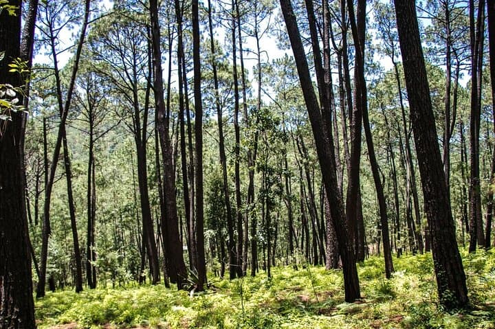 Day Trip to Mazamitla: Adventure and Culture in Jalisco’s Sierra del Tigre photo 3