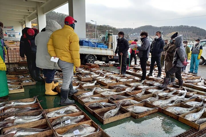 Busan to Geoje: Winter Cod & Clam Auctions Seafood Market Tour