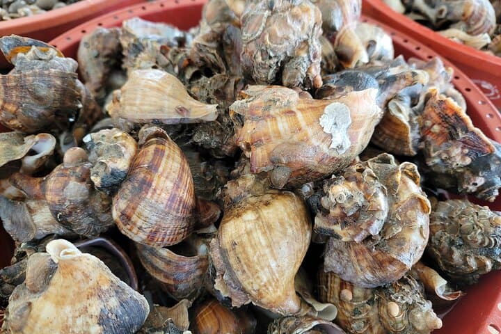 Busan to Geoje: Winter Cod & Clam Auctions Seafood Market Tour photo 3
