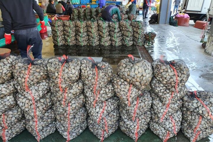 Busan to Geoje: Winter Cod & Clam Auctions Seafood Market Tour photo 6