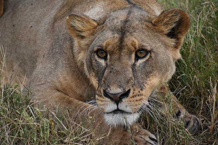 3-Day Camping Safari to Maasai Mara from Nairobi — Budget Group Tour photo 1