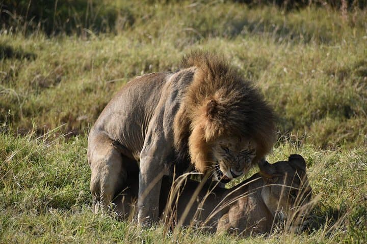 3-Day Camping Safari to Maasai Mara from Nairobi — Budget Group Tour photo 2