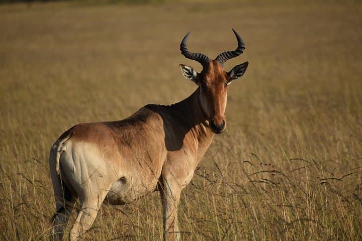 3-Day Camping Safari to Maasai Mara from Nairobi — Budget Group Tour photo 3