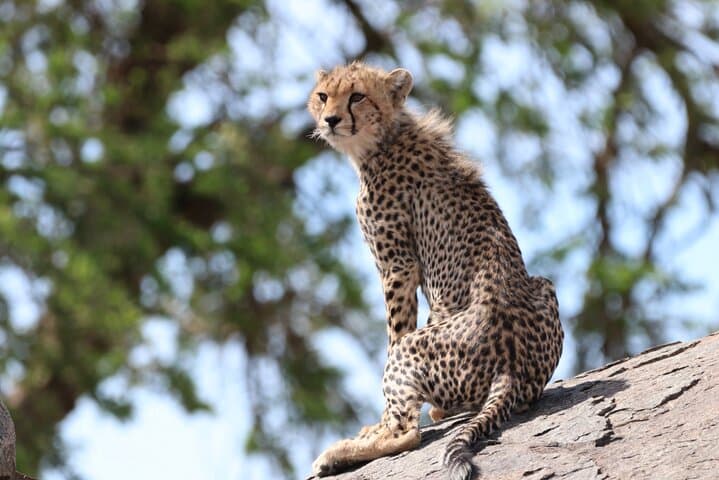 Safari Kitendo: Luxury 12-Day Northern Tanzania Safari (July–September) photo 2