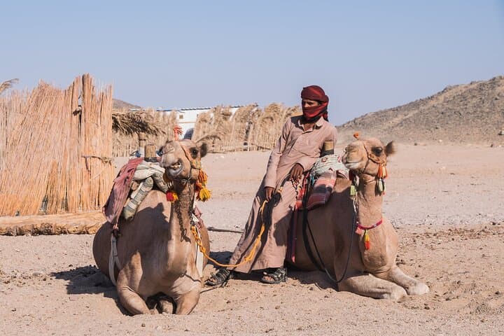 Sinai Desert Quad Biking, Camel Ride & Bedouin Dinner from Sharm El Sheikh photo 4
