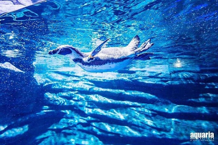 Aquaria Phuket and AR Trick Eye Museum Combo Tickets: Underwater Encounters and 4D Illusions photo 3