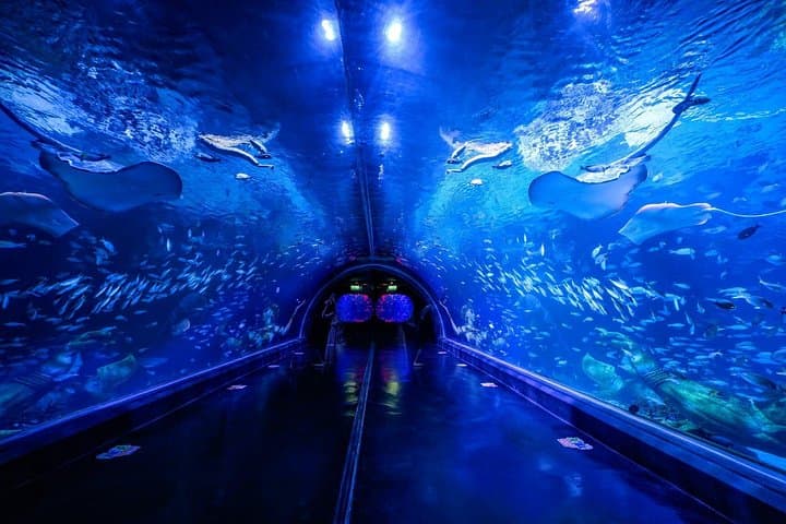 Aquaria Phuket and AR Trick Eye Museum Combo Tickets: Underwater Encounters and 4D Illusions photo 1
