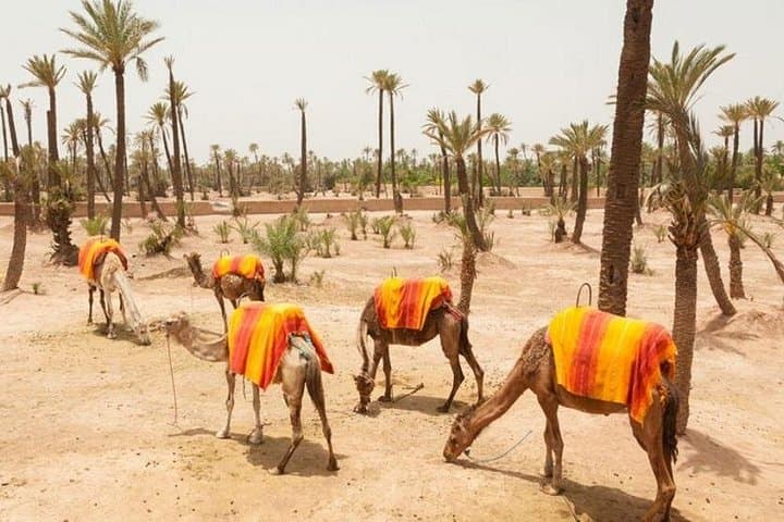 Half-Day Camel Ride in Marrakech Palmeraie: Palm Grove Trek from the Medina photo 1