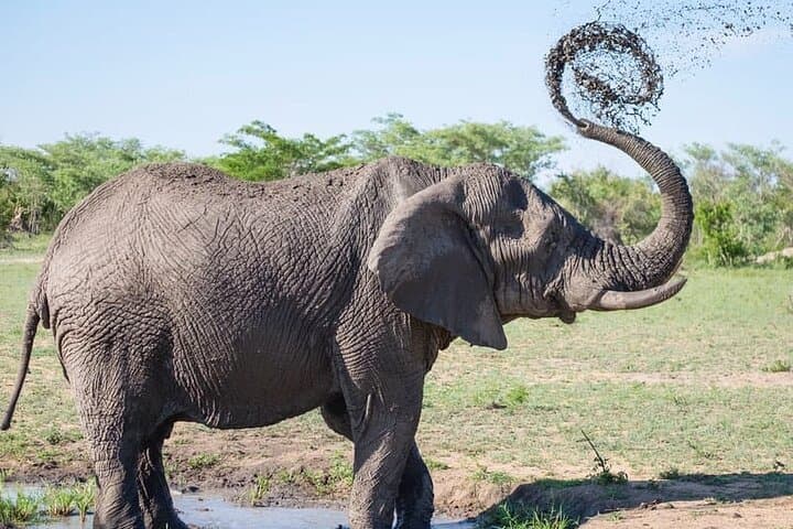Full-Day Chobe Safari: River Cruise and Game Drive from Livingstone