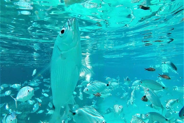 Ibiza Speed Boat Snorkel & Cave Tour — Cala Bassa to Cala Conta photo 2
