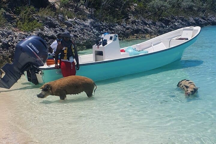 Fly to Exuma: Half-Day Swimming Pigs, Sharks & Staniel Cay by Plane photo 2
