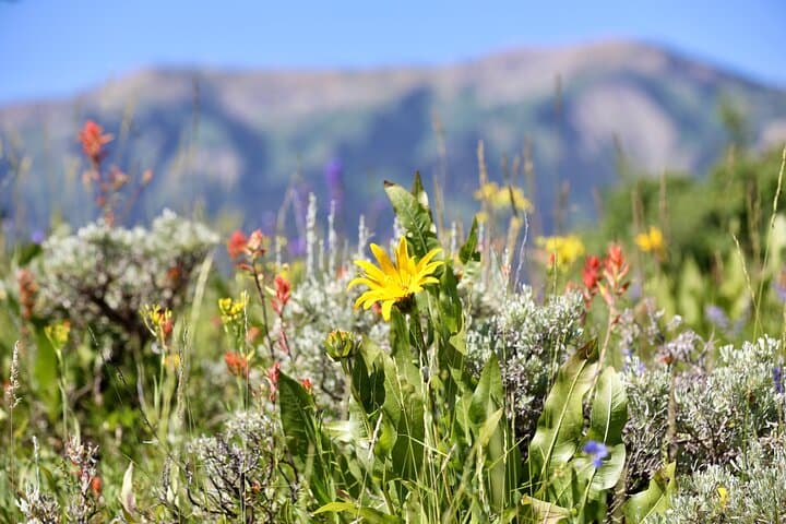 Teton View Horseback Ride with Lunch — Ann's Ridge Loop in Bridger-Teton photo 2