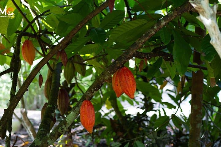 Cai Rang & Son Islet: 2-Day Can Tho Floating Market and Homestay Experience photo 5