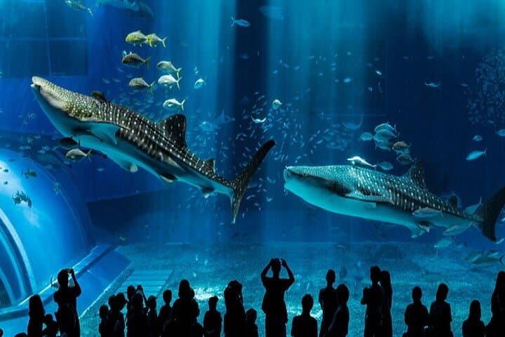 Burj Khalifa and Dubai Aquarium Combo: Top Views and Underwater Tunnel Guide photo 5