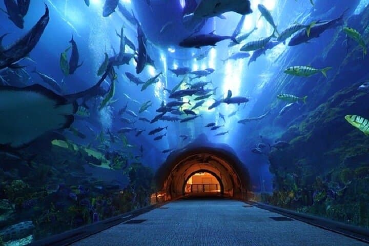 Burj Khalifa and Dubai Aquarium Combo: Top Views and Underwater Tunnel Guide photo 6