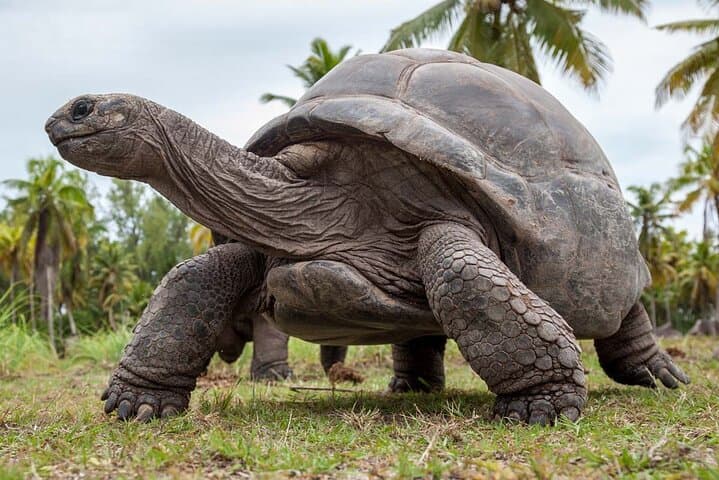 Stone Town to Prison Island: Full-Day Private Spice Farm & Snorkel Tour in Zanzibar photo 4