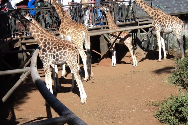 Up Close with Rothschild's Giraffes: Half-Day Tour to Nairobi's Giraffe Centre photo 1