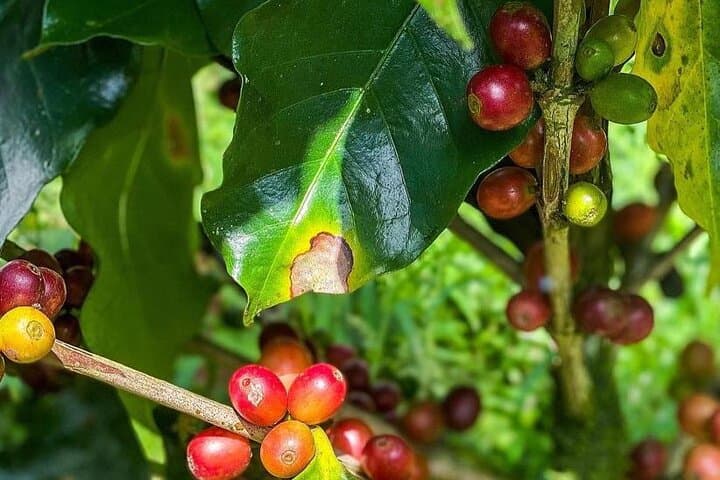 Nosara ATV Waterfall & Organic Coffee Farm Tour — Full‑Day Adventure photo 5