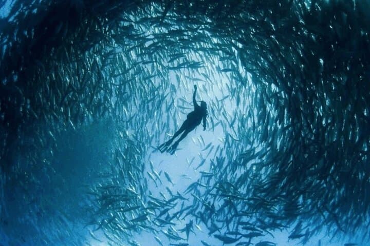 Snorkeling Land's End: Pelican Rock & Underwater Wildlife in Cabo San Lucas photo 6