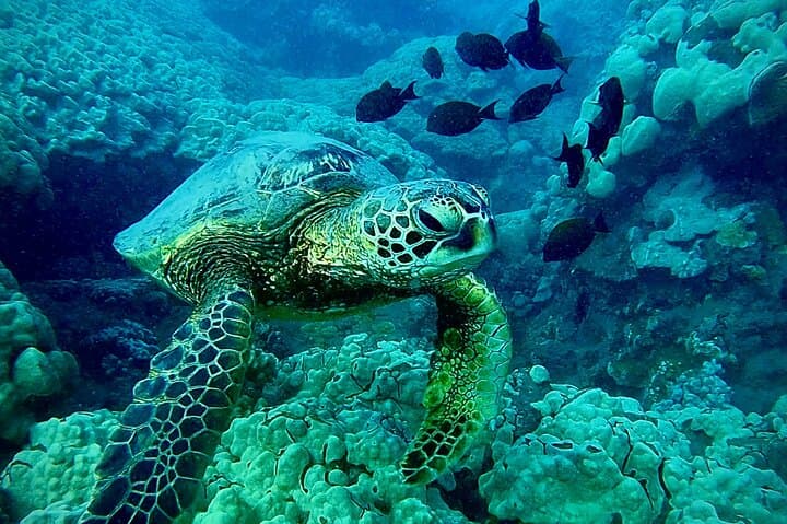 Shore Snorkel with a Marine Biologist at Turtle Town, Olowalu — Maui Guided Tour photo 4
