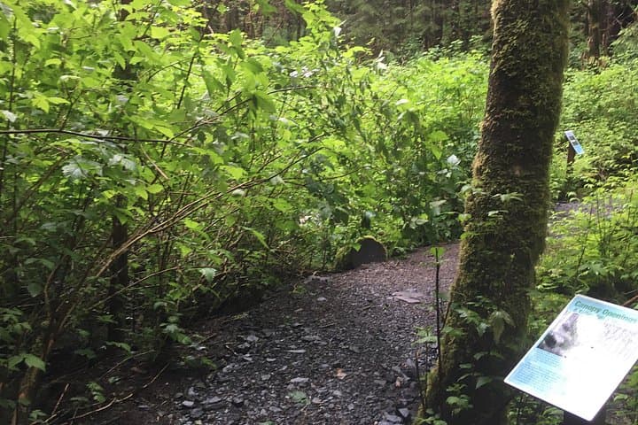 Alaska Bigfoot Adventures: UTV Ride and Deep-Woods Hike Near Ketchikan photo 5