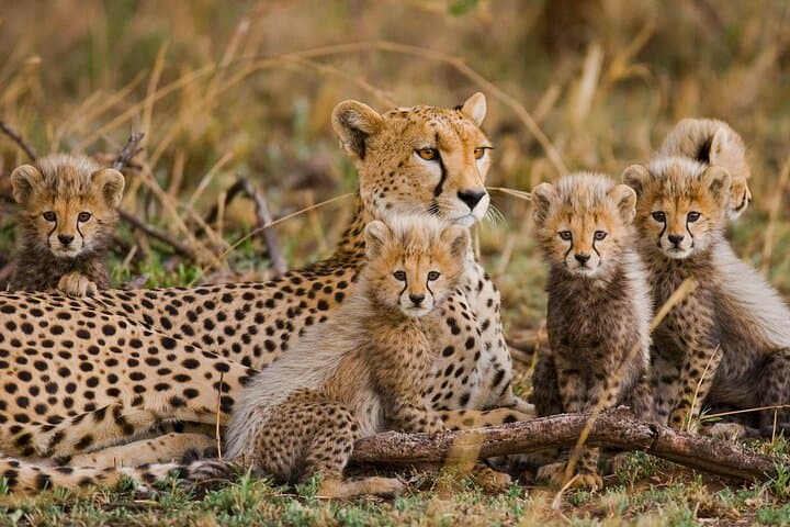 5-Day Private Tanzania Safari: Tarangire, Serengeti & Ngorongoro Highlights photo 4