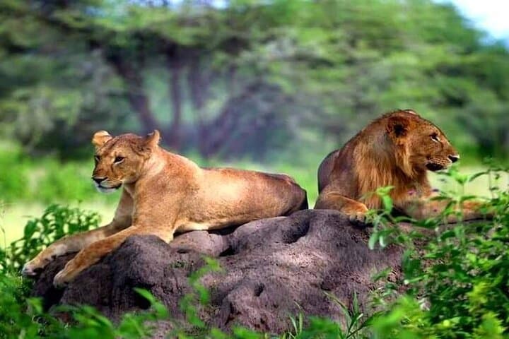 5-Day Private Tanzania Safari: Tarangire, Serengeti & Ngorongoro Highlights photo 3