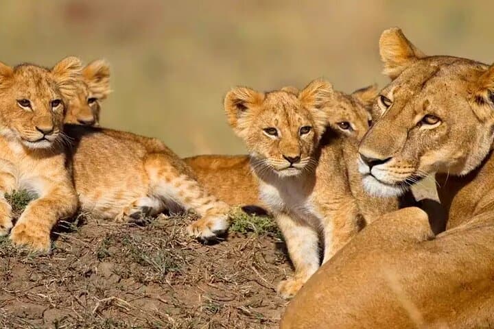 5-Day Private Tanzania Safari: Tarangire, Serengeti & Ngorongoro Highlights