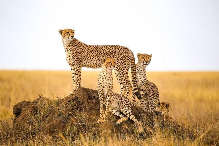 5-Day Private Tanzania Safari: Tarangire, Serengeti & Ngorongoro Highlights photo 2