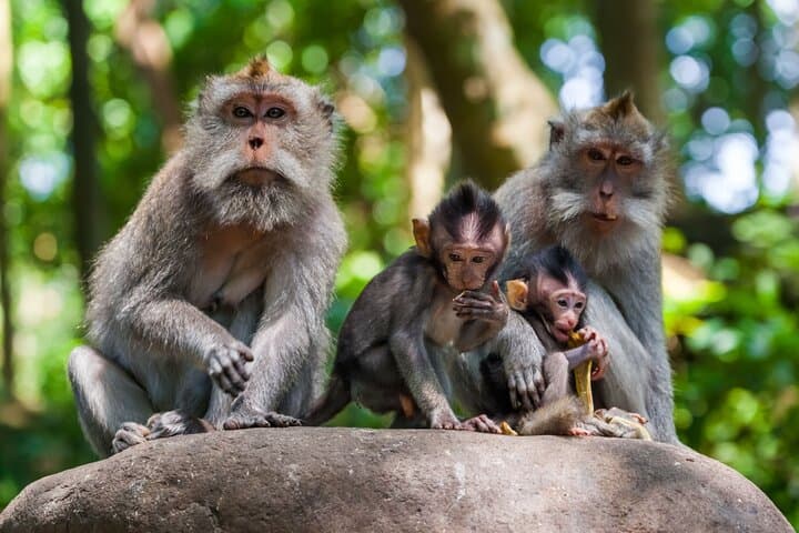 Best of Ubud One-Day Private Tour: Monkey Forest, Rice Terrace & Waterfall photo 3