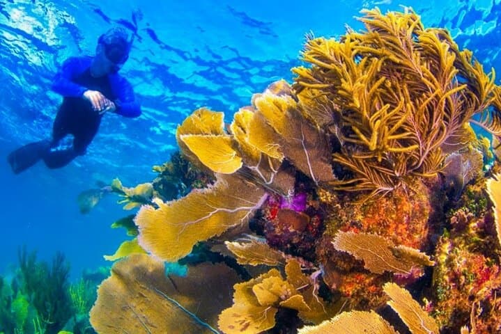 Speedboat Through Cancun Mangroves, Snorkel Punta Nizuc & 325ft Parasail photo 5