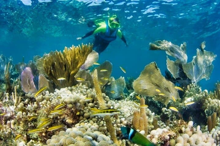 Speedboat Through Cancun Mangroves, Snorkel Punta Nizuc & 325ft Parasail photo 6