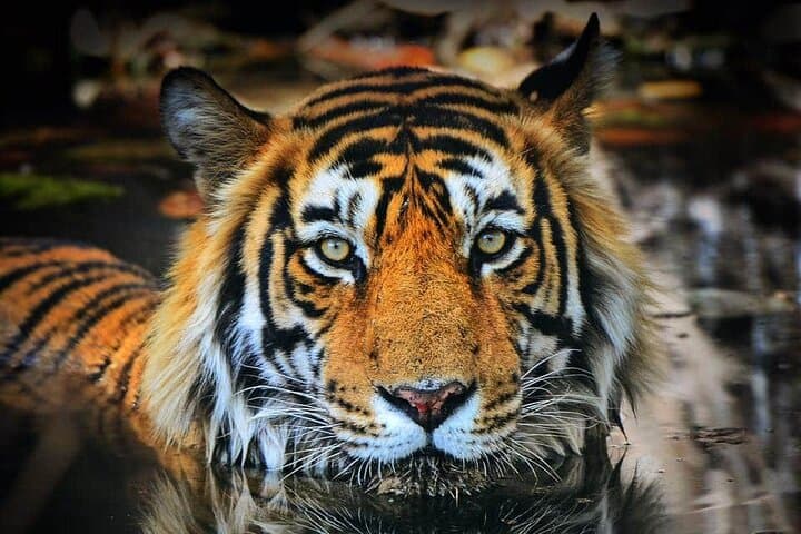 3-Day Ranthambore Tiger Safari from Delhi — Morning & Afternoon Game Drives photo 3