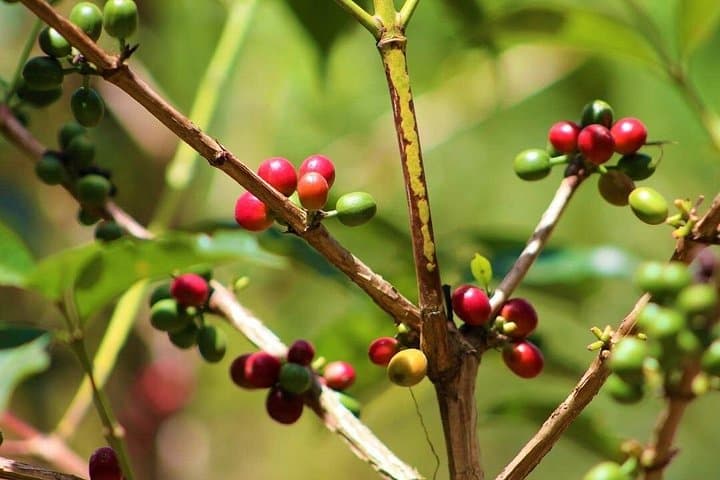 Materuni Waterfalls and Coffee Tour: Hiking the Kilimanjaro Foothills from Moshi photo 2